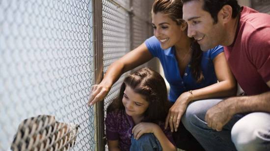 Sorprende a tu familia con un perro adoptado