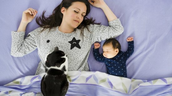 5-ideas-para-celebrar-el-Día-del-Gato
