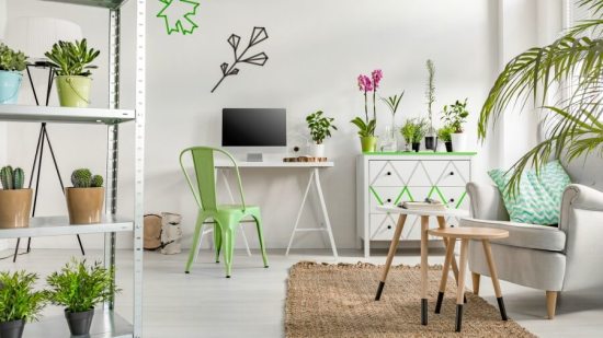 elimina-mosquitos-hogar-plantas-naturales