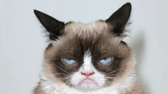 Curiosidades-de-Grumpy-Cat-la-gatita-que-hizo-feliz-al-mundo