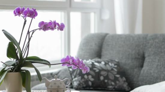 orquidea-como-cuidar-consejos