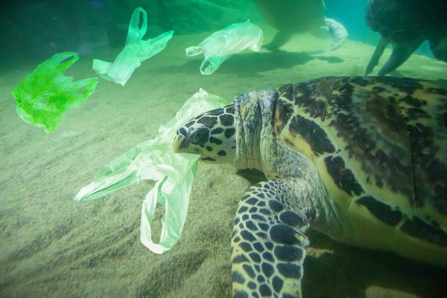 plasticos-prohibidos-cdmx-ecologia
