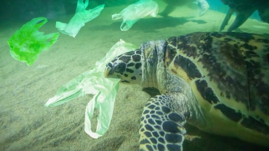 plasticos-prohibidos-cdmx-ecologia
