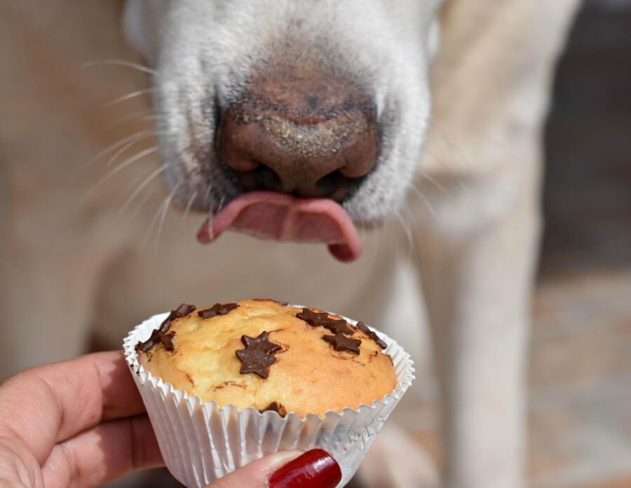 mascota-postre-saludable-receta