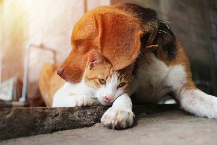 mascota-no-debe-comer