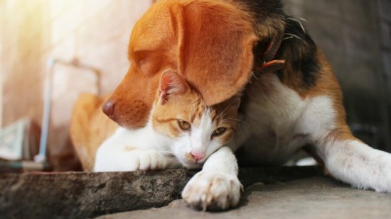 mascota-no-debe-comer