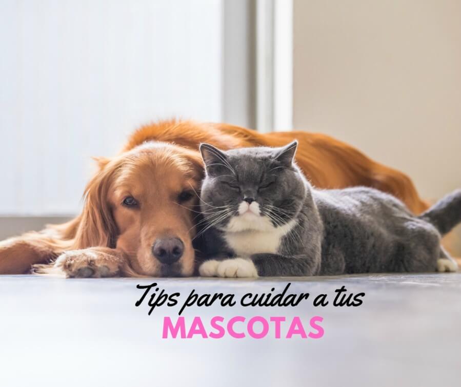 mascota-cuidar-calor-tips