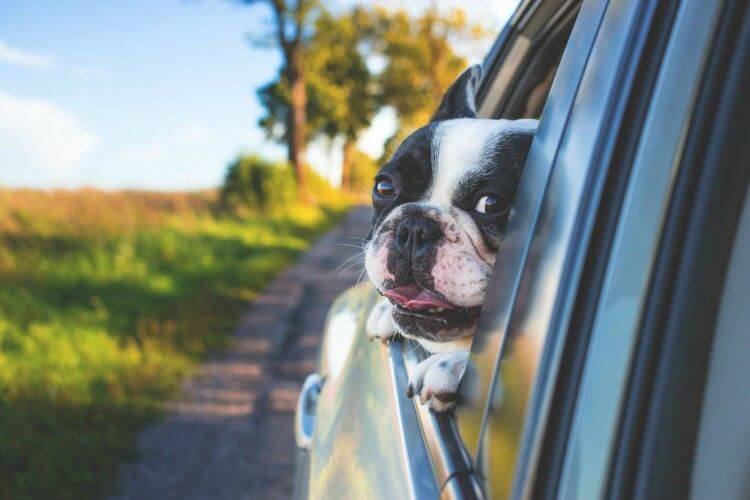 Tips para viajar con tu mascota