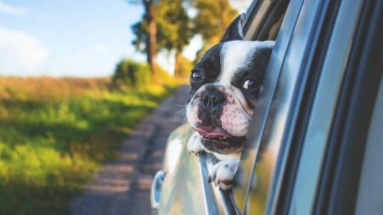 Tips para viajar con tu mascota