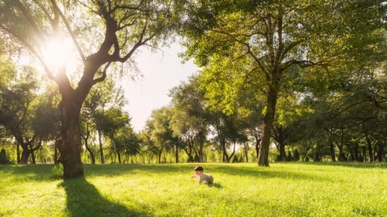 Plantar-un-árbol-por-cada-recién-nacido-una-iniciativa-ambiental-en-Bruselas