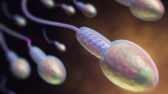 Seminograma: la prueba que analiza los espermatozoides