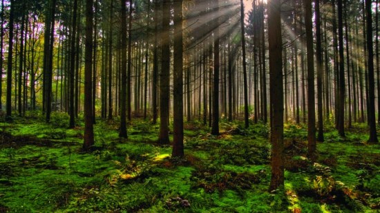 Si-estimular-su-creatividad-quieres-llévalo-a-conocer-estos-bosques-