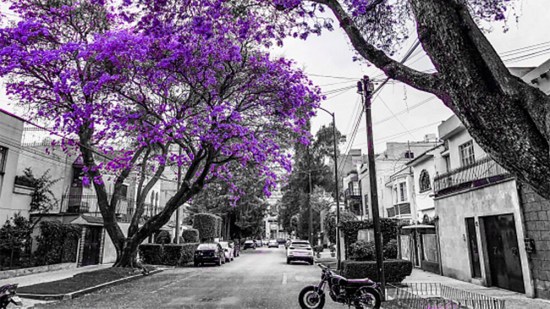 ¡Prepárate para la primavera! La CDMX ofrece actividades y espectáculos para celebrar la temporada