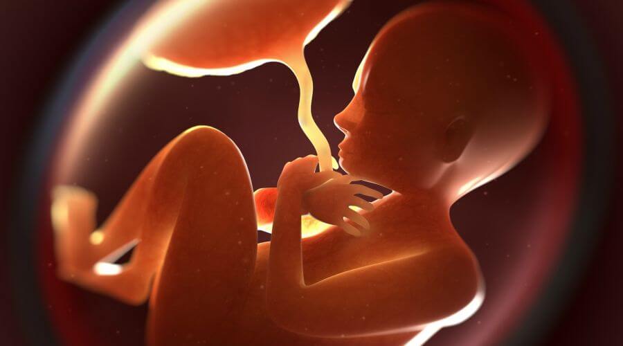 cordon-umbilical-home