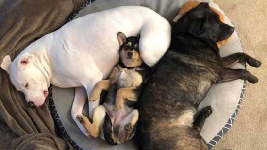 pibull-hija-alaska-prin