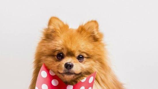 Las-embarazadas-que-tienen-mascotas-dan-a-luz-a-bebés-más-saludables