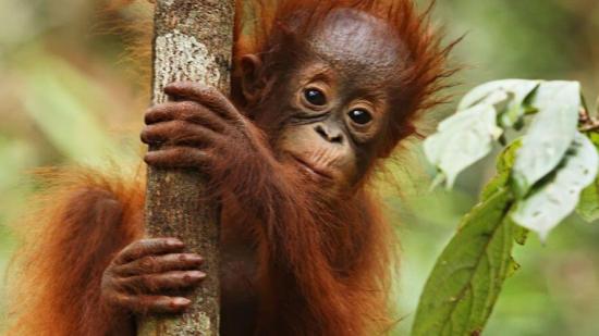 ¿Sabías que las orangutanas les hablan a sus hijos del pasado?