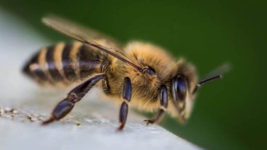 abeja-home