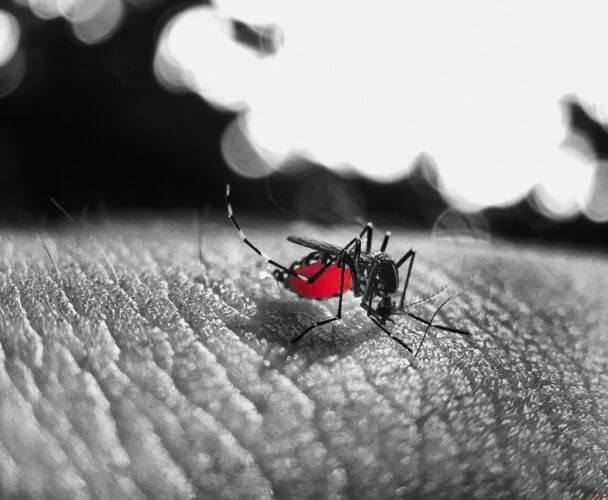 Del dengue, zika y chikungunya, causadas por el mosquito del género Aedes