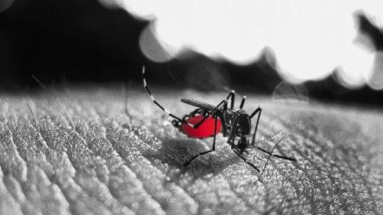 Del dengue, zika y chikungunya, causadas por el mosquito del género Aedes