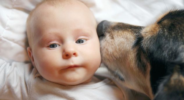Perros reducen riesgo de asma en niños