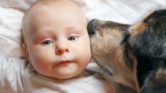 Perros reducen riesgo de asma en niños