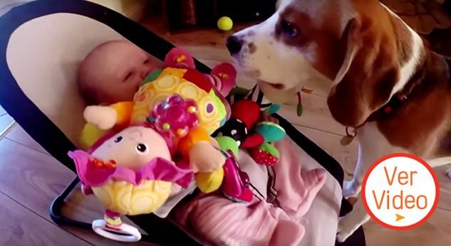 Perrito se disculpa con bebé