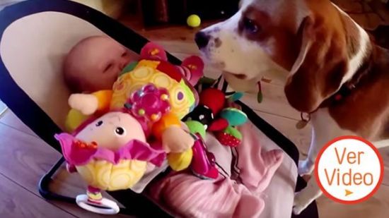 Perrito se disculpa con bebé