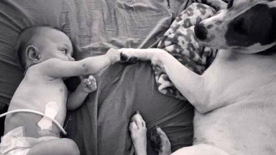 Jpeg: el perro que se enamoró de una bebé