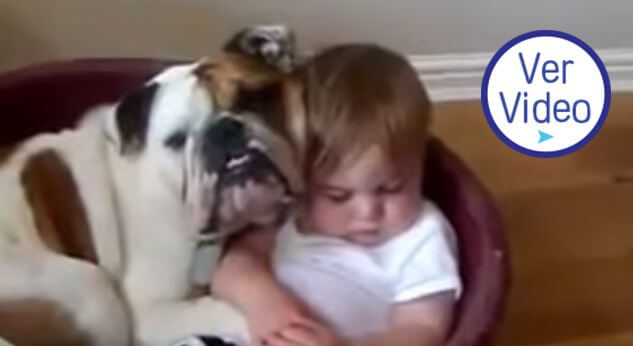 Bebés y perros
