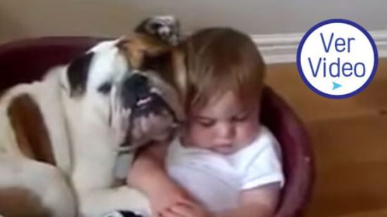 Bebés y perros
