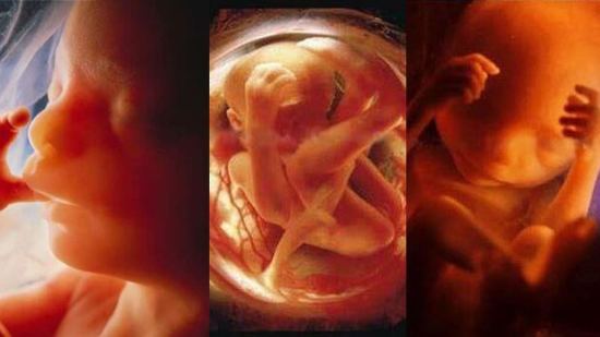 10 fotos de bebés en la pancita de mamá