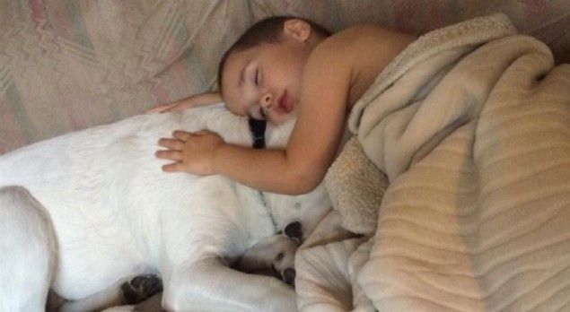 Su perro fue la mejor terapia contra las pesadillas de un niño con autismo