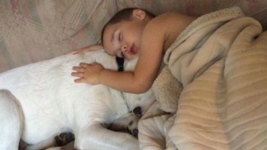 Su perro fue la mejor terapia contra las pesadillas de un niño con autismo