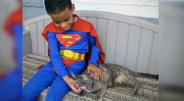 Pequeño superhéroe de 5 años ¡que rescatar gatos!