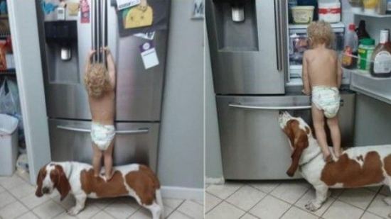 Un pequeño y su perro forman una dupla muy divertida para conseguir comida