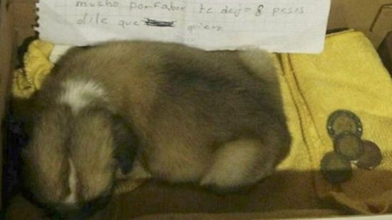 Pequeña se ve forzada a abandonar a su mascota y su triste mensaje enternece las redes