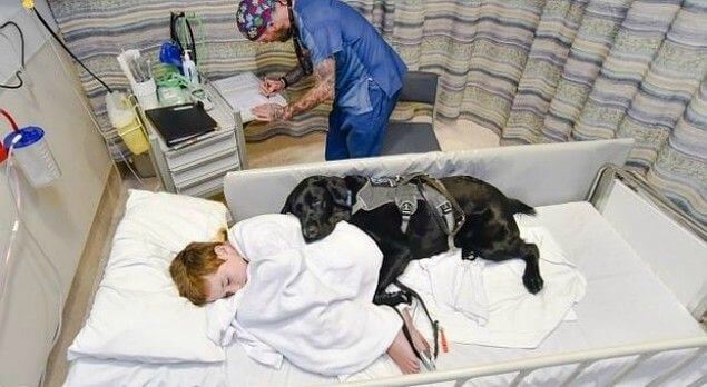 Hospital en España permite la visita de perros a niños enfermos