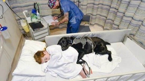 Hospital en España permite la visita de perros a niños enfermos