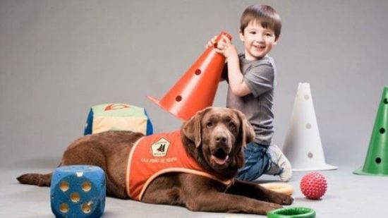 Conoce los grandes beneficios de la terapia con animales en niños