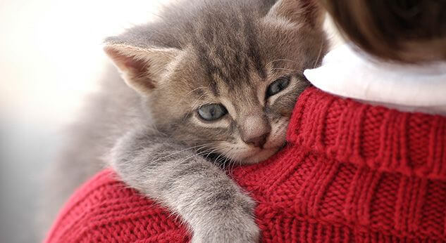 Contacto con animales