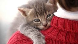 Contacto con animales