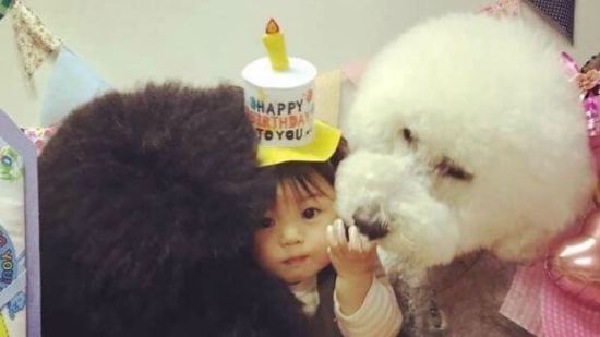La amistad entre una pequeña y su french poodle gigante ¡es adorable!