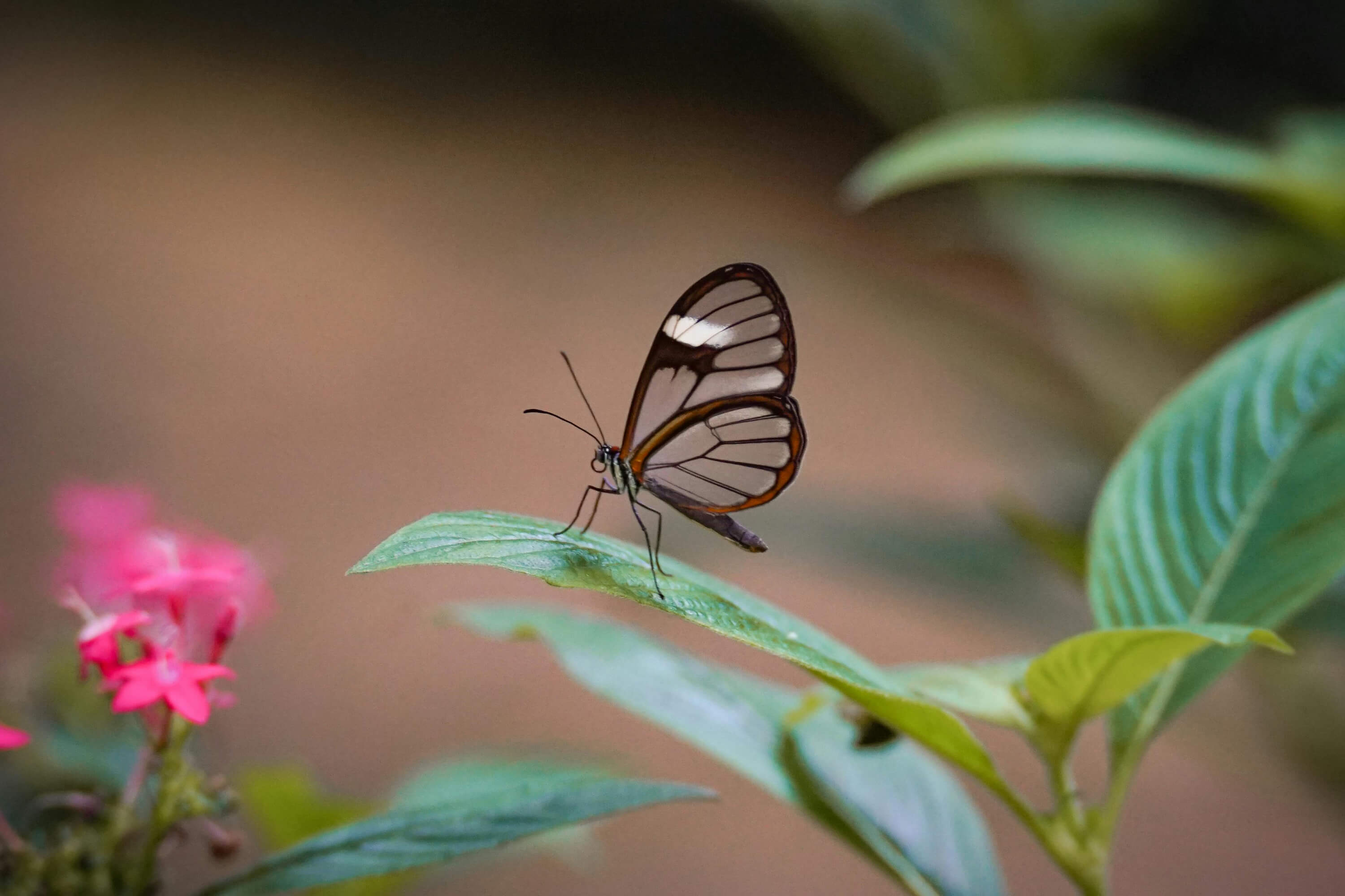 Mariposario