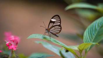 Mariposario