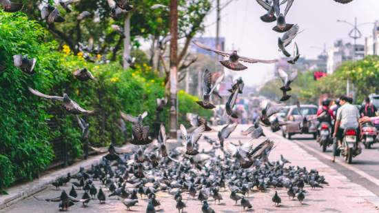 aves ciudad