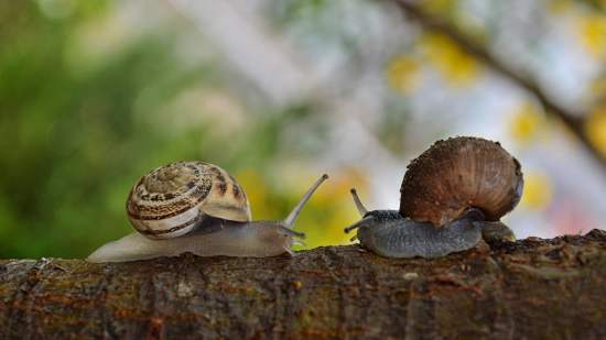Caracoles